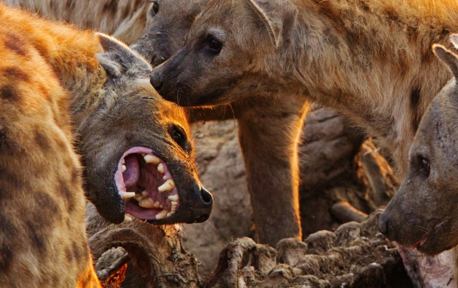 hyenas_attacking